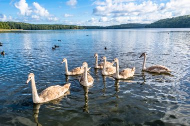 Genç mavi su üzerinde yüzen sürü kuğu. Sessiz kuğular gölde yaz aylarında yüzme manzara