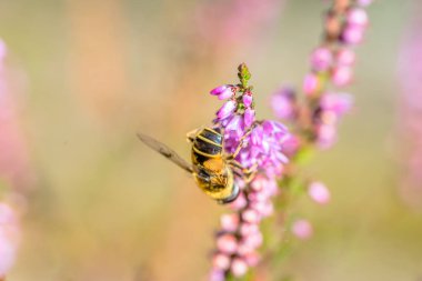Güzel arı makro. Sonbaharda, Polonya için heather bal polen toplamak böcekler tarafından tozlaşma çiçek