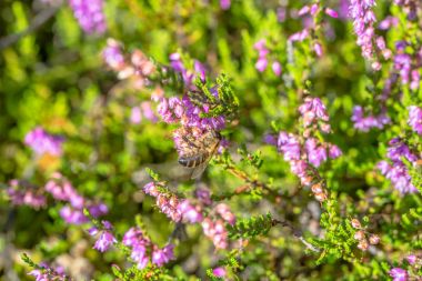 Arı tarafından güzel heather polinated makro. Sonbahar arka planlar.