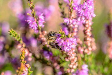 Güzel arı makro. Sonbaharda, Polonya için heather bal polen toplamak böcekler tarafından tozlaşma çiçek