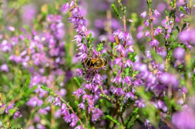 Arı tarafından güzel heather polinated makro. Sonbahar arka planlar.