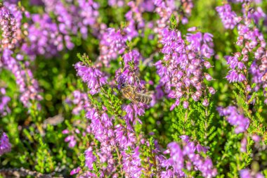 Tozlanan arı, makro, sonbahar duvar kağıdı güzel heather çiçekler