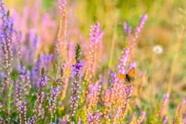 Beautiful butterfly on flowers of heather in autumn, backgrounds clipart