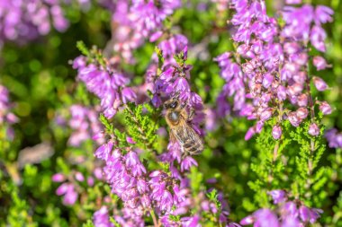 Güzel heathers ve arı polen tatlım heather, makro, sonbaharda moorland Polonya için toplar
