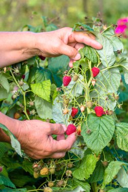 Sezon Bahçe, sonbaharda çalılıkların üzerinden ahududu meyve toplama eller hasat