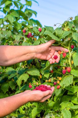 Sezon Bahçe, sonbaharda çalılıkların üzerinden ahududu meyve toplama eller hasat