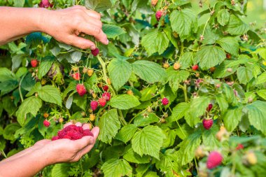 Ahududu meyve toplama eller hasat sonbahar bahçede