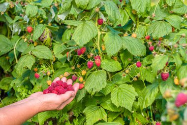 Sezon Bahçe, sonbaharda çalılıkların üzerinden ahududu meyve toplama eller hasat