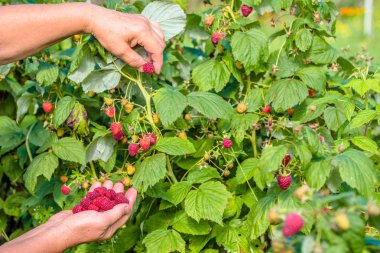Ahududu meyve toplama eller hasat sonbahar bahçede