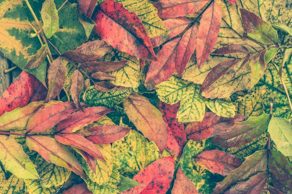 Осенний фон с цветными опавшими листьями, осенние обои — стоковое фото