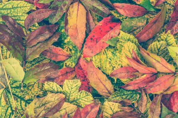 Herbst Blätter Hintergründe, Herbst Tapete — Stockfoto