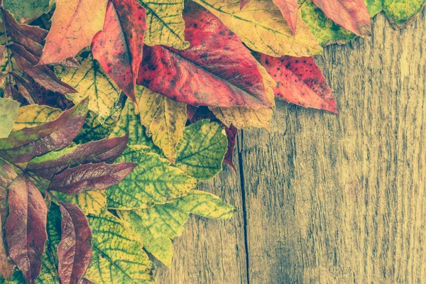 五颜六色的树叶，秋天的边框背景，秋天壁纸 — 图库照片