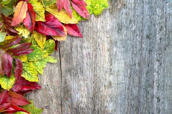 Herbst Tapete, Blätter Rand auf Holz Hintergrund — Stockfoto