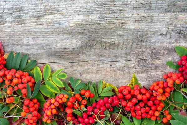 Red rowan frame, autumn background, text space — Stock Photo, Image