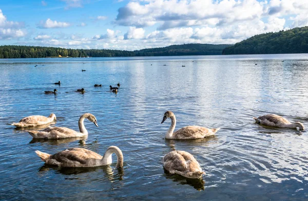 Yüzen su kuşları, genç kuğular ve ördekler, yabani kuşlar gölde yaban hayatı manzara Yüzme