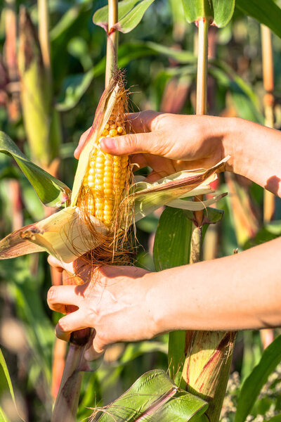 Woman's Hands picking corn on field in harvesting autumn season, seasonal manual worker in work