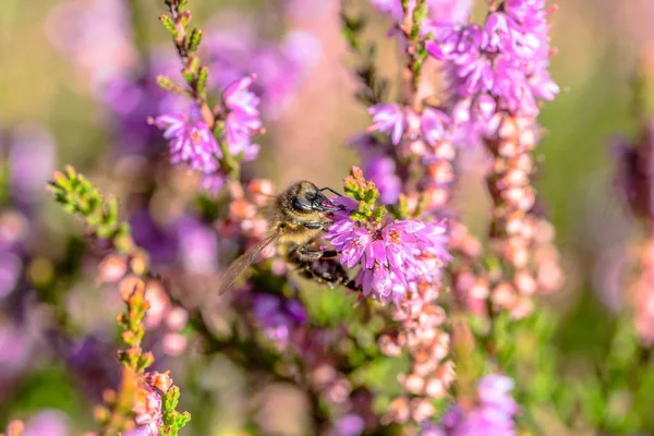 Güzel arı makro. Sonbaharda, Polonya için heather bal polen toplamak böcekler tarafından tozlaşma çiçek