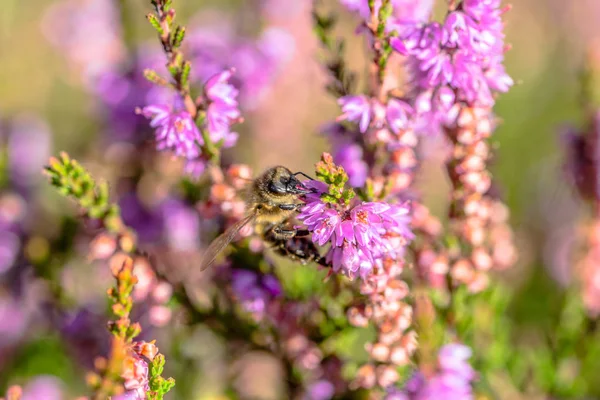 Belle macro abeille. Fleur pollinisée par les insectes, qui recueillent le pollen pour le miel de bruyère en automne, Pologne — Photo