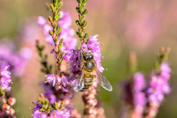 Belle macro abeille. Fleurs de bruyère pollinisées par les abeilles, qui recueillent le pollen pour le miel de fleurs en automne, Pologne — Photo