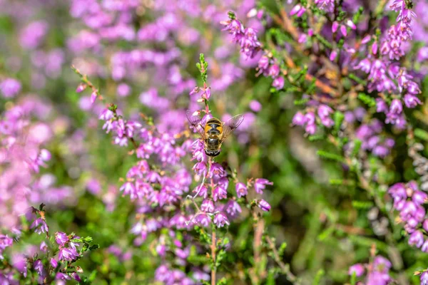 Güzel arı makro. Heather çiçek sonbahar, Polonya için bal polen toplamak böcekler tarafından tozlaşma