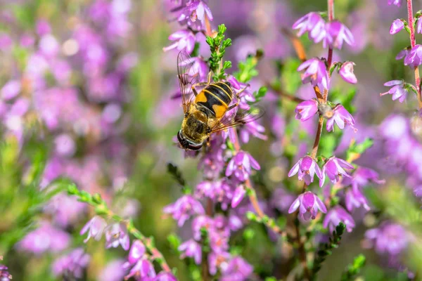 Güzel arı makro. Sonbaharda, Polonya için heather bal polen toplamak arılar tarafından tozlaşma çiçek