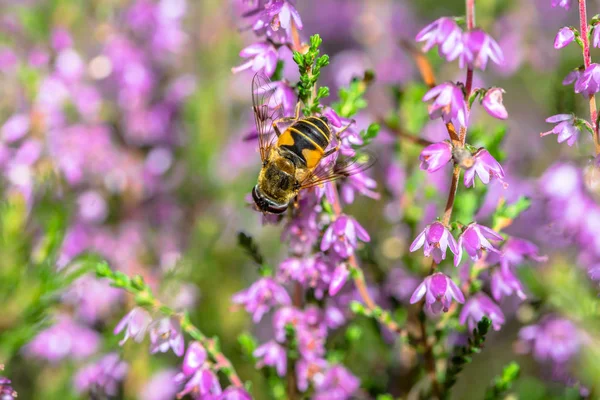 Belle macro abeille. Fleur pollinisée par les abeilles, qui recueillent le pollen pour le miel de bruyère en automne, Pologne — Photo