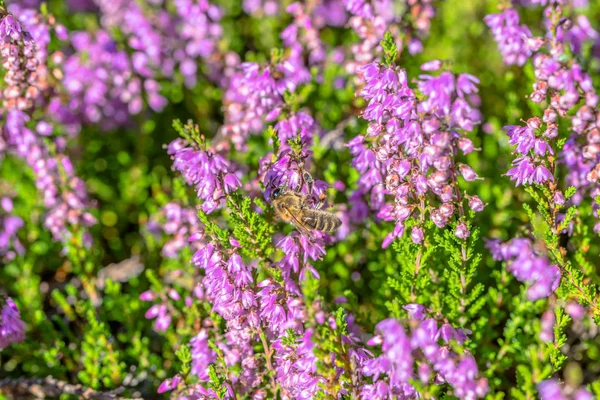 Tozlanan arı, makro, sonbahar duvar kağıdı güzel heather çiçekler