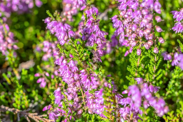 Pembe heather. Sonbahar duvar kağıdı. Çiçekler makro.