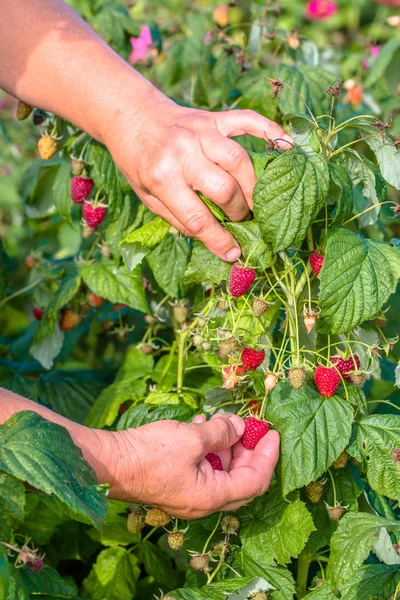 Руки собирать плоды малины из кустов в саду, осенний сезон сбора урожая — стоковое фото