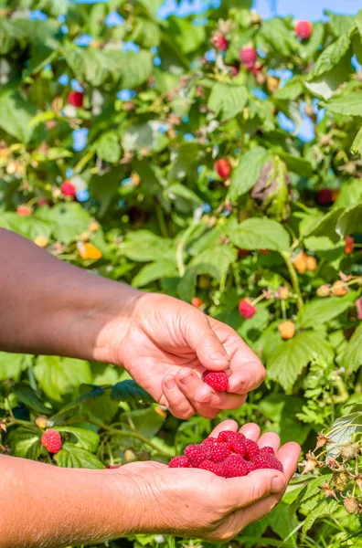 Hands picking raspberry fruits, harvest in autumn garden — Stock Photo, Image