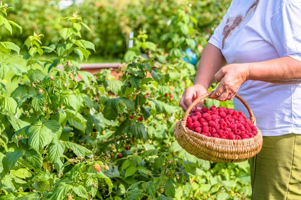 Autumn gardening, woman harvesting raspberries, picking fruits from raspberry bushes — Stock Photo, Image