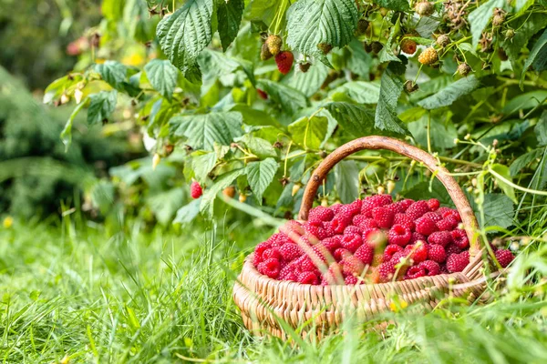 Mandje van frambozen in de tuin onder raspberry struiken — Stockfoto