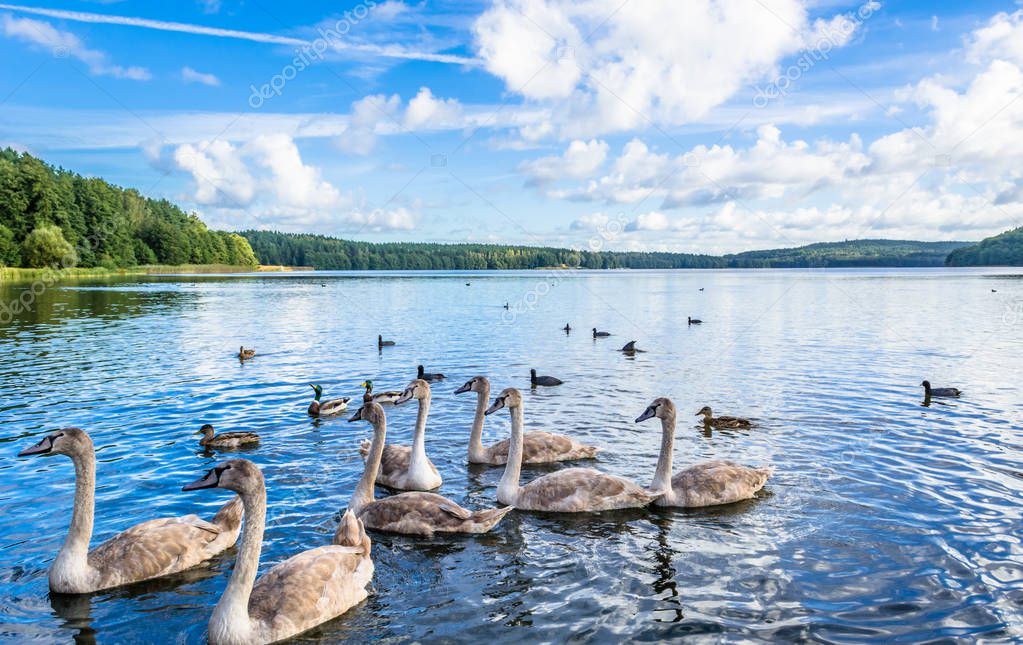 Wild waterfowl, young swans and ducks, birds swimming on the lake, wildlife landscape