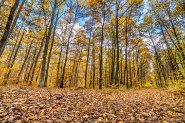 Orman, sonbahar manzara, doğa iz Polonya yolda düşen yapraklar