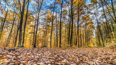 Altın ağaçlar ve düşen yapraklar ormandaki sonbahar manzara ile yol
