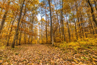 Düşen yapraklar, sonbahar manzara ile altın sonbahar orman