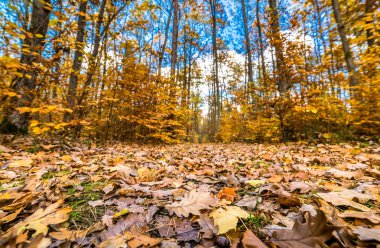 Altın ağaçlar ve yolu düşen yapraklar ormandaki sonbahar manzara ile