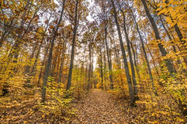 Ormanda düşen yapraklar, sonbahar yatay yol