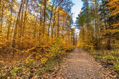 Yolu düşen yapraklar ormandaki altın sonbahar, sonbahar manzara ile