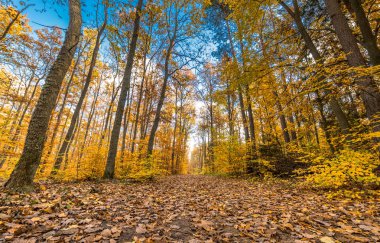 Altın ağaçlar ve yolu düşen yapraklar ormandaki sonbahar manzara ile