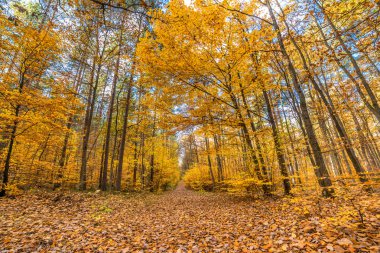 Düşen yapraklar, sonbahar manzara ile altın sonbahar orman