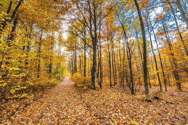 Doğa yolu düşen yapraklar sonbahar ormandaki manzara ile