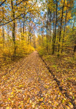 Ormandaki sonbahar, sonbahar manzara düşen yapraklar ile doğa iz