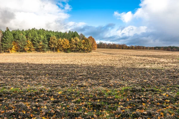 Sonbahar, manzara orman ve sarı ağaçları ile sürülmüş alana — Stok fotoğraf