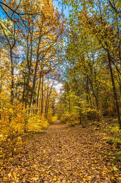 Camino en el bosque, paisaje otoñal, Polonia — Foto de Stock