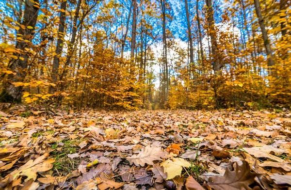 Altın ağaçlar ve yolu düşen yapraklar ormandaki sonbahar manzara ile