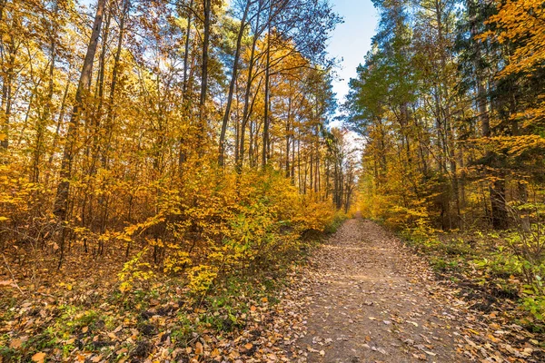 Yolu düşen yapraklar ormandaki altın sonbahar, sonbahar manzara ile