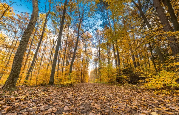 Altın ağaçlar ve yolu düşen yapraklar ormandaki sonbahar manzara ile