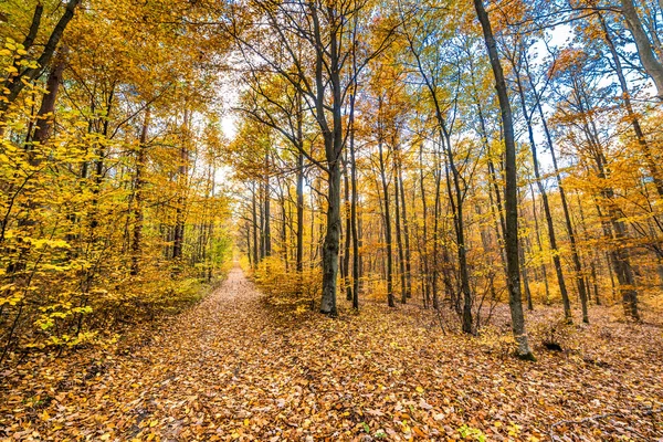 Doğa yolu düşen yapraklar sonbahar ormandaki manzara ile