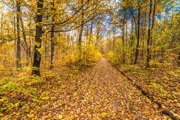 Ormanda düşen yapraklar, sonbahar yatay yol